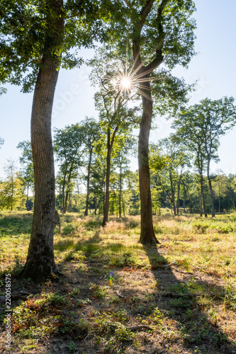 Bois de chênes, Forêt de Garche, Hettange Grande, Moselle, France photo