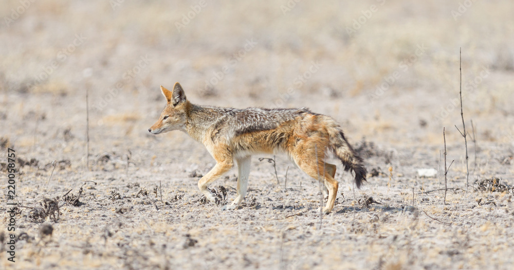 Black backed jackal (Canis mesomelas) walking in the Kalahari Black backed jackal (Canis mesomelas) walking in the Kalahari