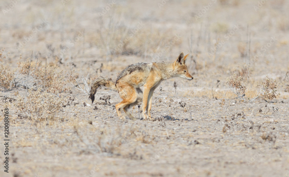 Black backed jackal (Canis mesomelas) pooping in the Kalahari Black backed jackal (Canis mesomelas) pooping in the Kalahari