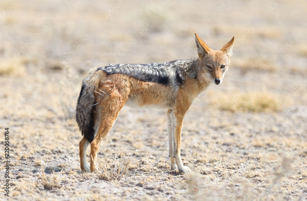 Black backed jackal (Canis mesomelas) walking in the Kalahari Black backed jackal (Canis mesomelas) walking in the Kalahari