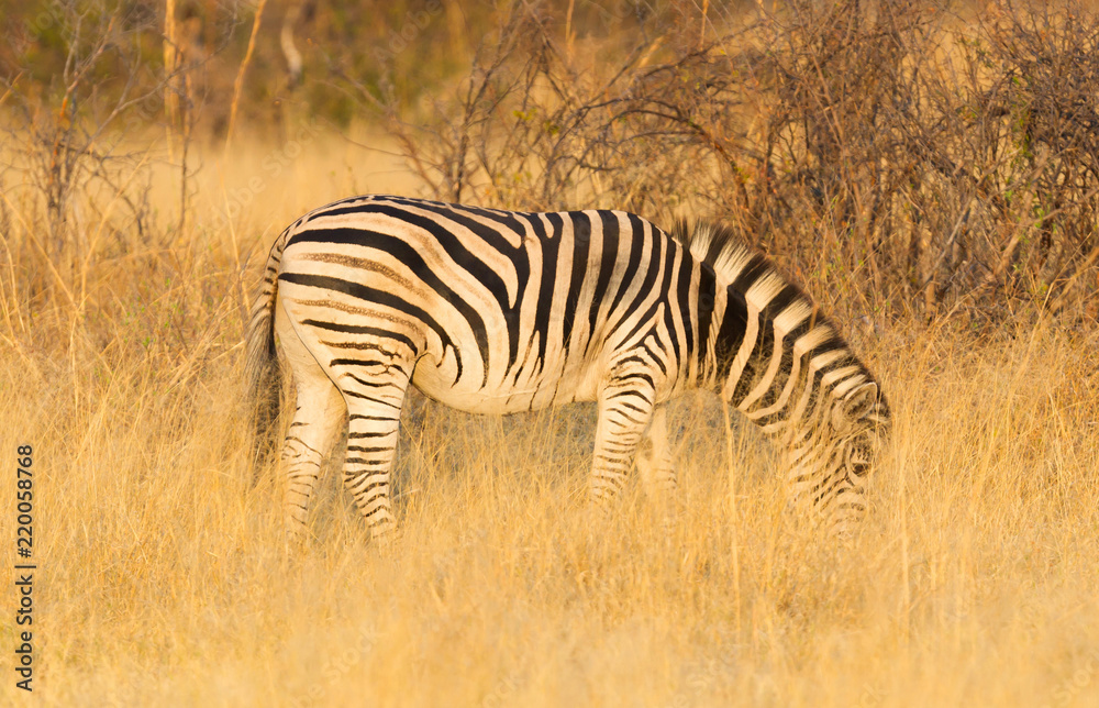 Plains zebra (Equus quagga) in the grassy nature, evening sun Plains zebra (Equus quagga) in the grassy nature, evening sun
