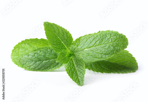 single twig of fresh green mint leaf isolated on white background