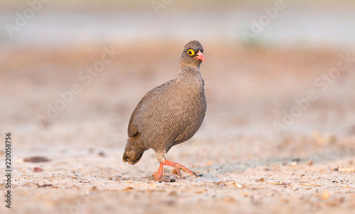 Red-billed francolin photo