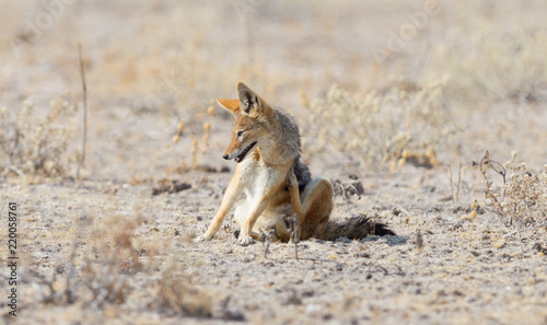 Black backed jackal (Canis mesomelas) scratching itchy body © michaklootwijk