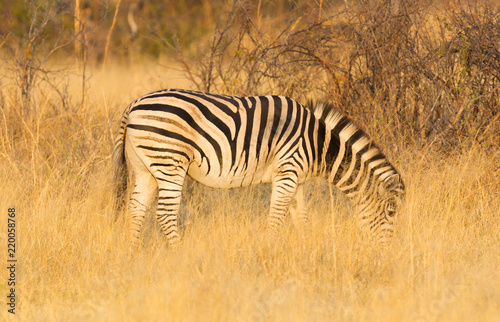 Plains zebra  Equus quagga  in the grassy nature  evening sun