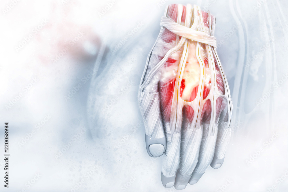 Anatomy of the human hand Stock Illustration Biology Diagrams