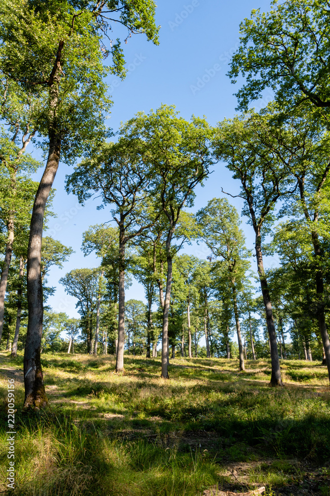 Chênaie dans la Forêt Domaniale de Garche, Hettange Grande, Moselle, France