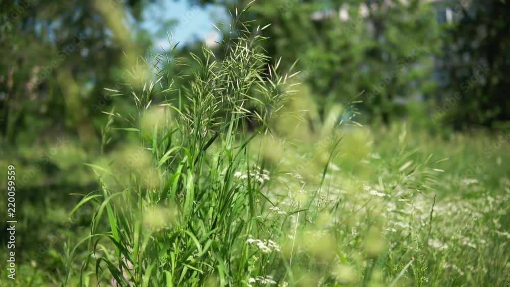 Abstract creative background of bright green grass and blooming yarrow in a sunny day on a meadow. Abstract creative background of bright green grass and blooming yarrow in a sunny day on a meadow.