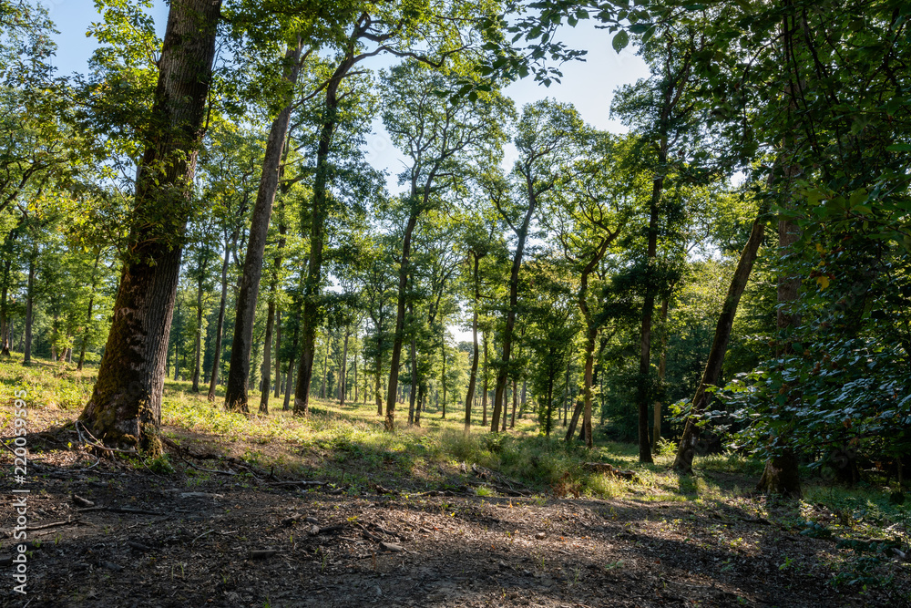 Bois de chênes, Forêt de Garche, Hettange Grande, Moselle, France Bois de chênes, Forêt de Garche, Hettange Grande, Moselle, France