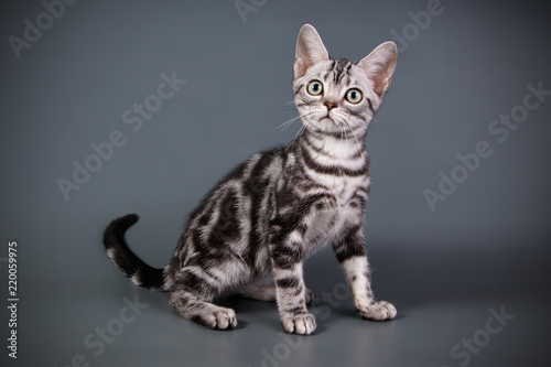 American shorthair cat on colored backgrounds