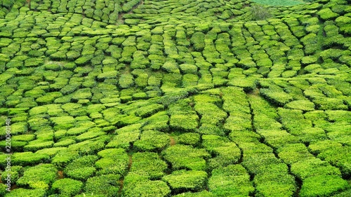 A landscape view of a tea plantation located in Cameron Highland, Pahang, Malaysia.