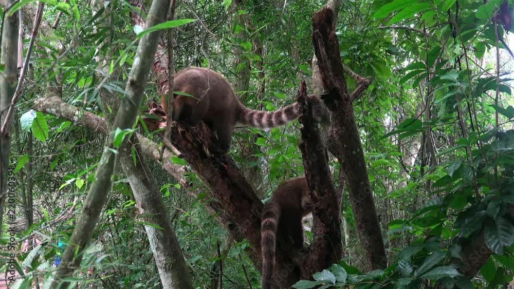 Ring-tailed Coatis (Nasua nasua) are tearing up the wood log in search of food. Argentina Ring-tailed Coatis (Nasua nasua) are tearing up the wood log in search of food. Argentina