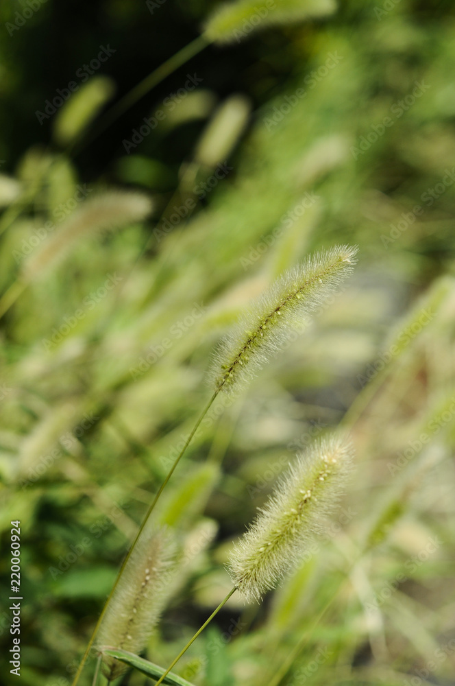 狐の尻尾草