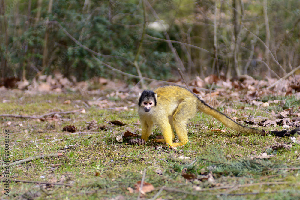 Obraz premium Playing primate