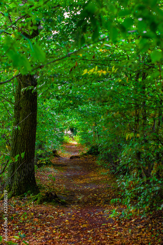 Spaziergang im Wald