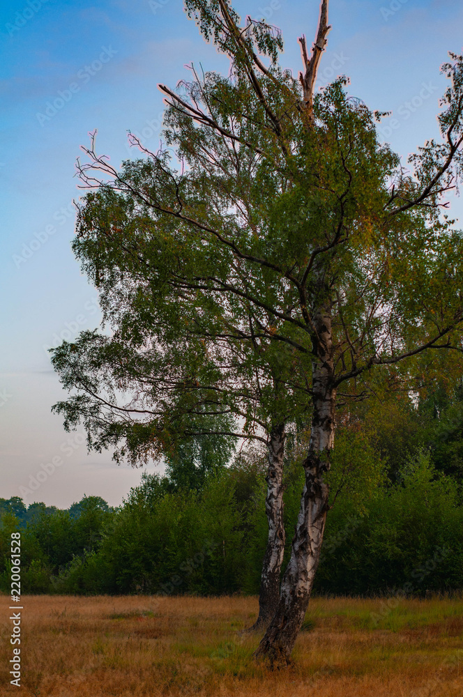 Fototapeta premium Twins