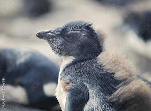 Close Up Of Chick Rockhopper Penguin  Falkland Islands