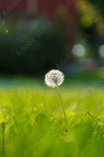 Plakat Dandelion