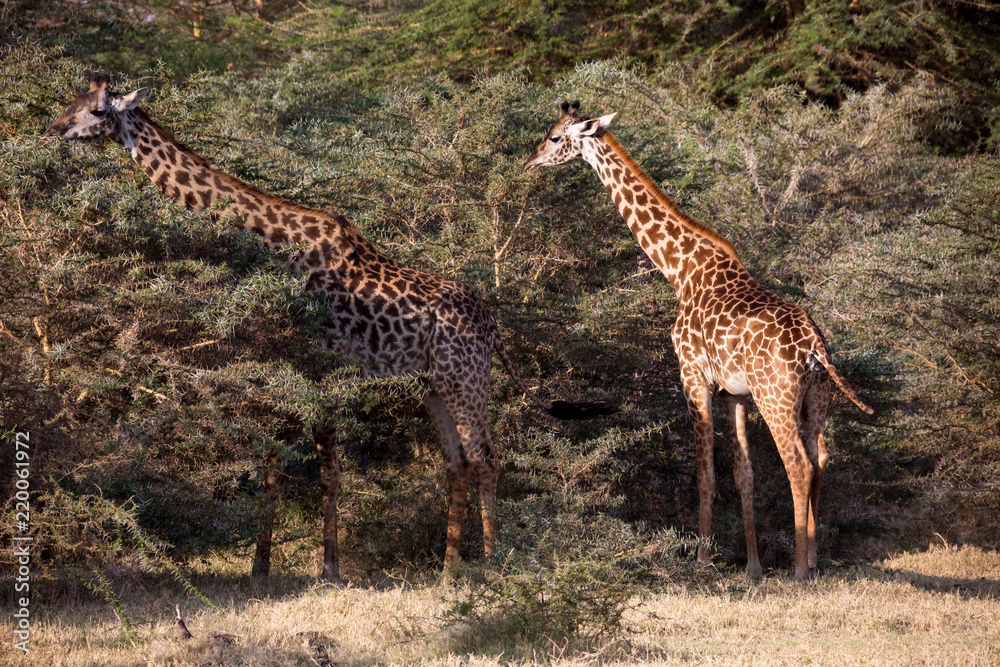 Obraz premium Giraffe (Giraffa)