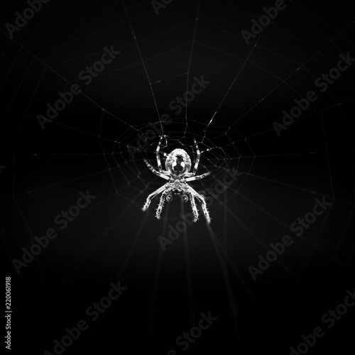 scary spider on a web macro