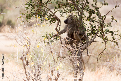 Pavian im Baum - Serengeti