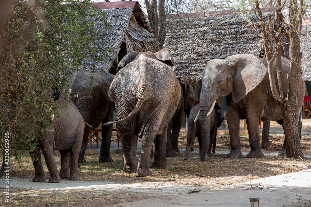 Naklejka premium Elefant - Loxodonta africana
