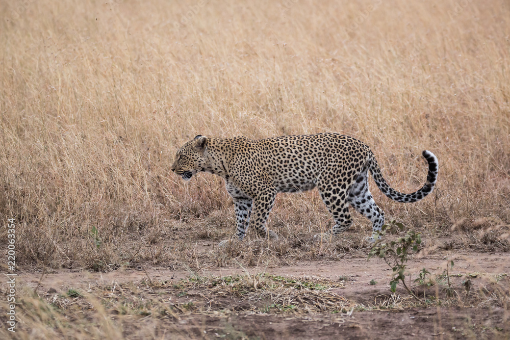 Wilder Leopard - Serengeti - Tansania Wilder Leopard - Serengeti - Tansania