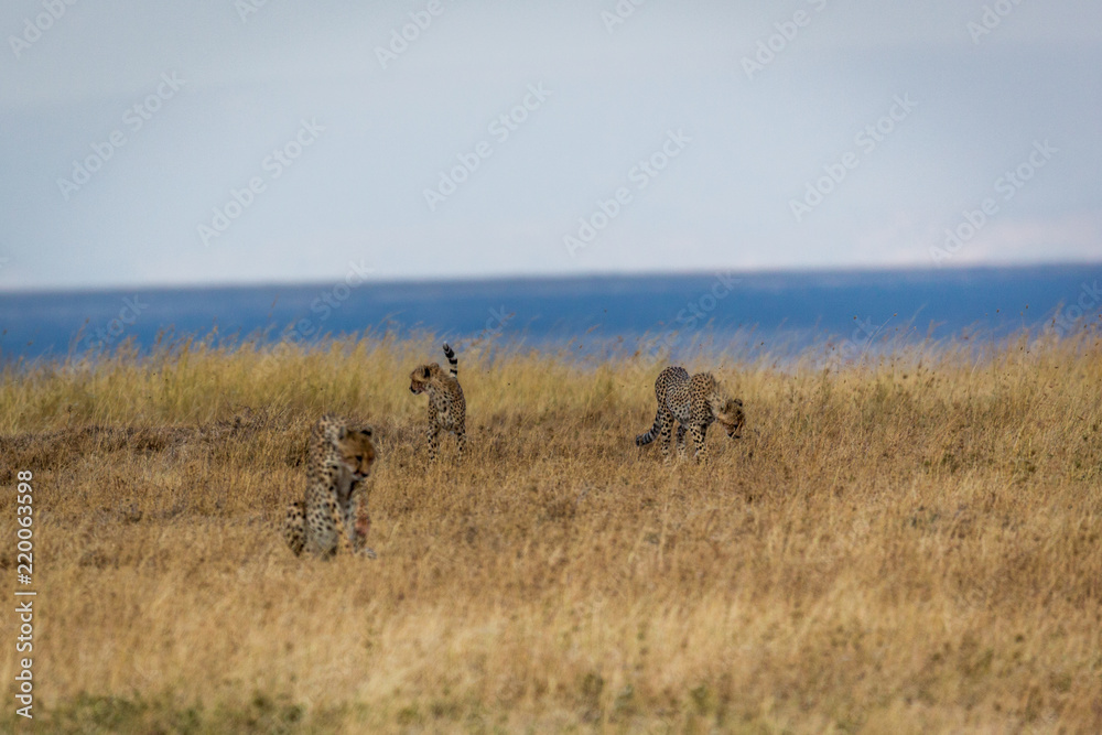 Fototapeta premium Gepard - Acinonyx jubatus