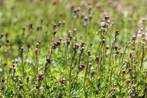flowering grass