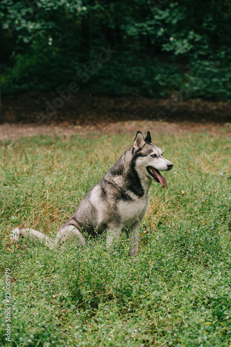 furry grey husky dog sitting in green grass © LIGHTFIELD STUDIOS