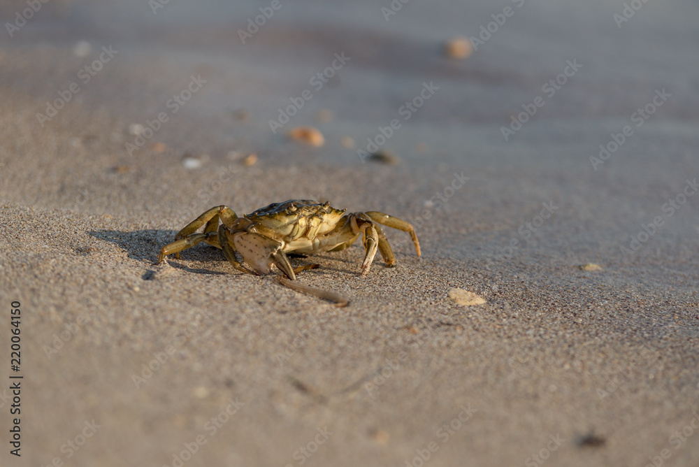 Close-up and selective focus on red sand crab at Tanjong Lobang beach, Miri, Sarawak, Borneo