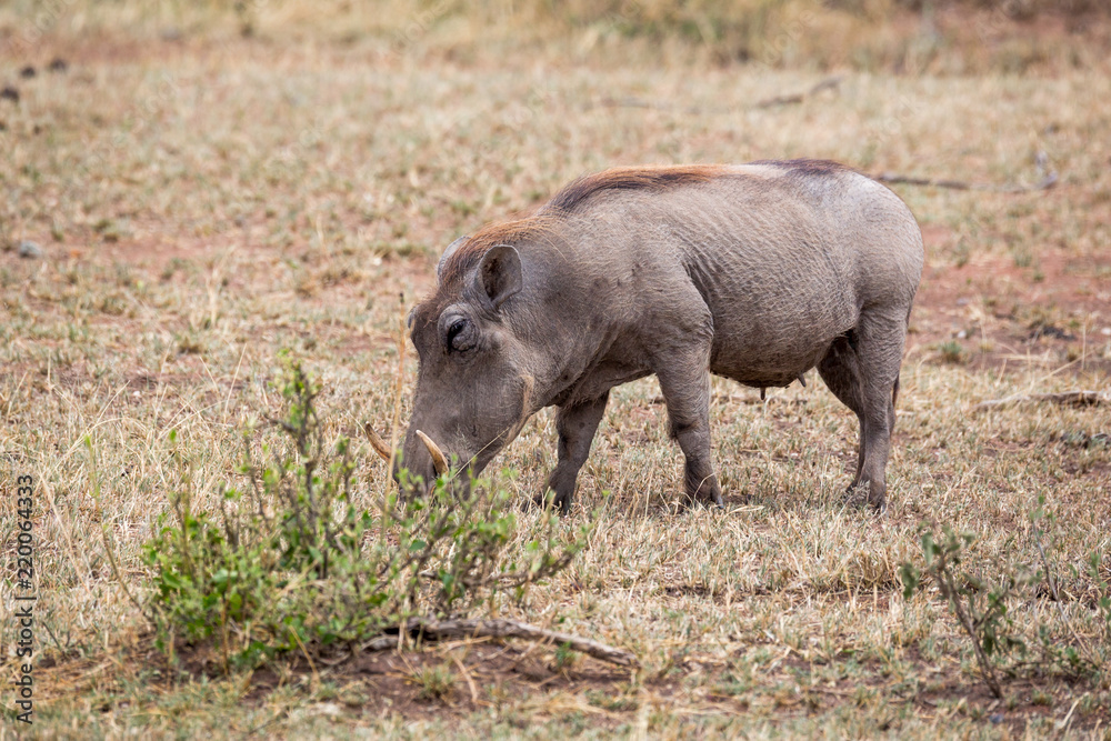 Warzenschwein in der Serengeti