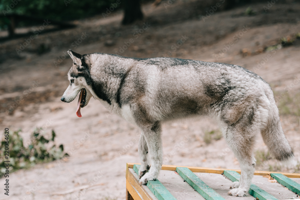 husky dog standing on obstacle on agility ground husky dog standing on obstacle on agility ground