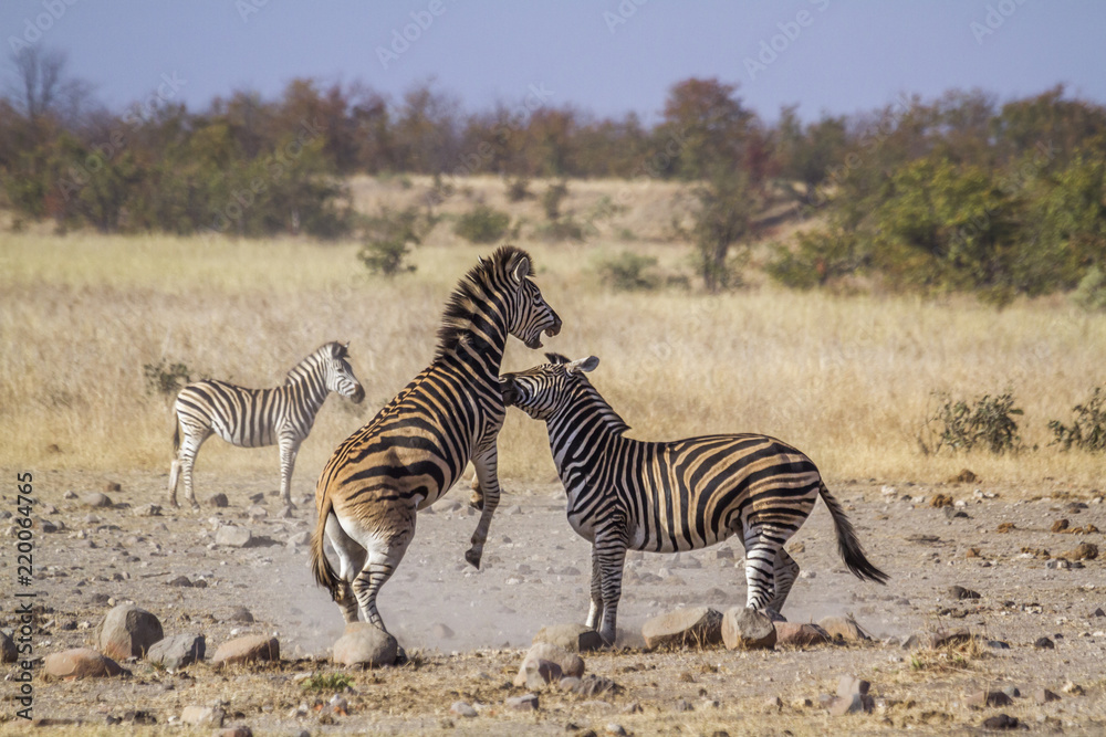 Plains zebra in Kruger National park, South Africa Plains zebra in Kruger National park, South Africa