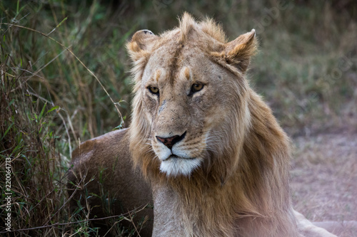 Fototapeta Naklejka Na Ścianę i Meble -  Löwe (Panthera leo)