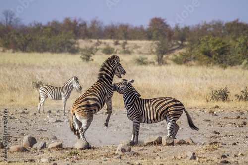 Plains zebra in Kruger National park  South Africa