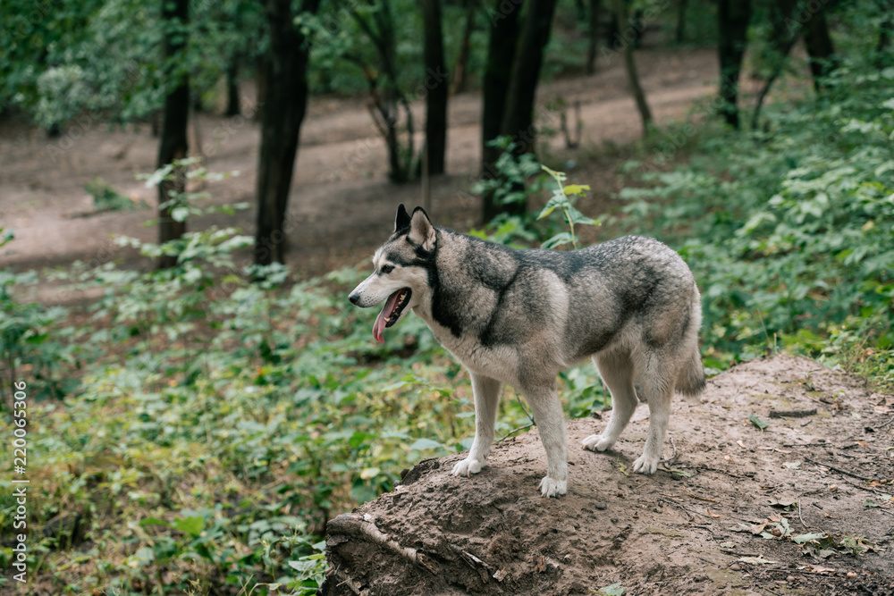 Fototapeta premium siberian husky dog walking in park