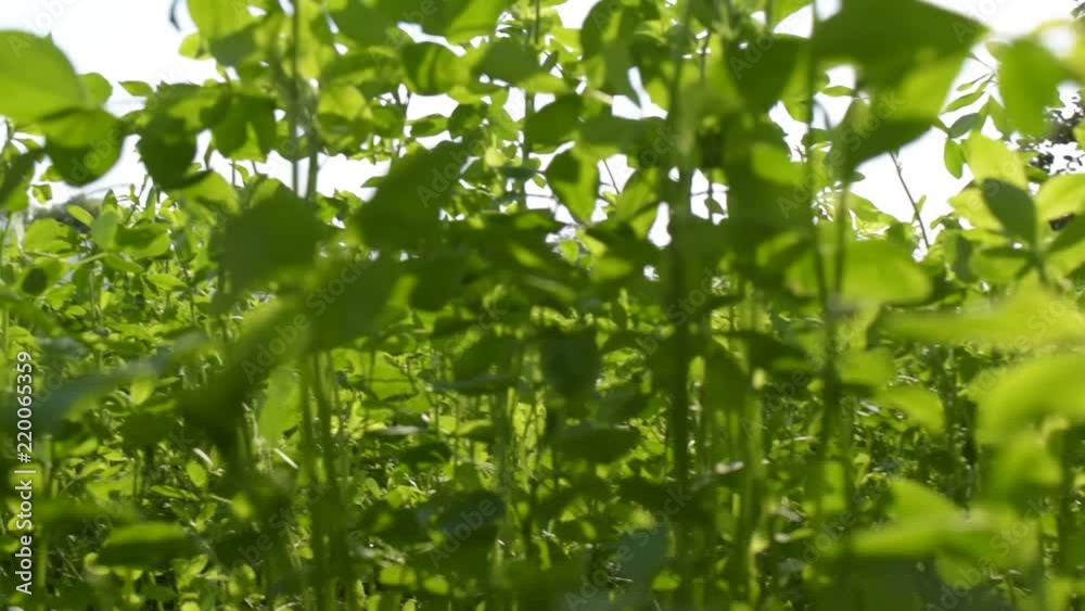Walking through green lucerne grass like vegetation POV - personal point of view.
Walking through green lucerne grass like vegetation POV - personal point of view.