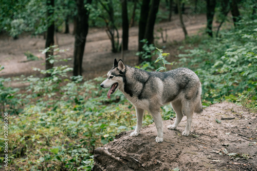 siberian husky dog walking in park