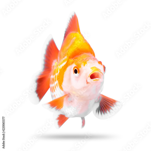 Gold fish isolated on white background. Wow emotion concept. ( Clipping path )