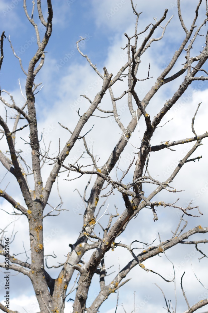 Ramas árbol Ramas árbol