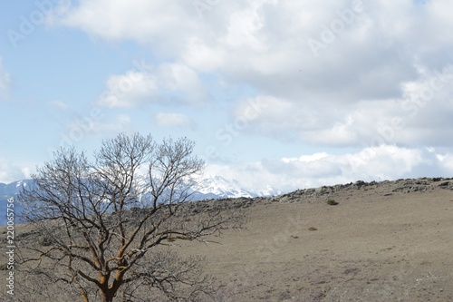 Paisaje árbol cielo abierto