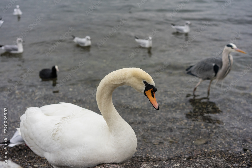 Fototapeta premium white swan on lake shore, close up view