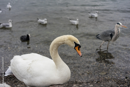 white swan on lake shore  close up view