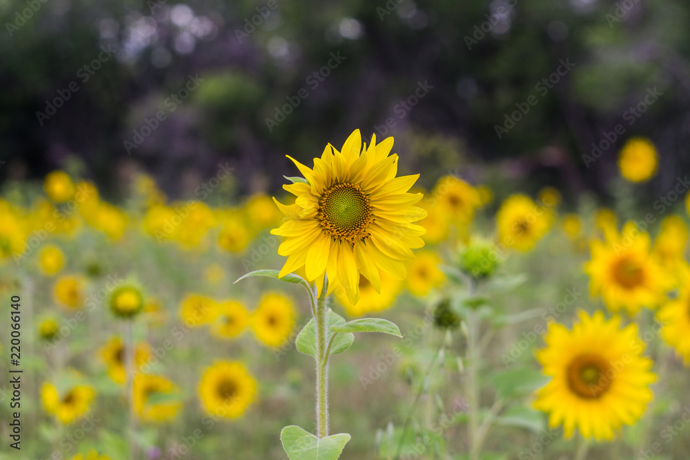 sunflower sunflower