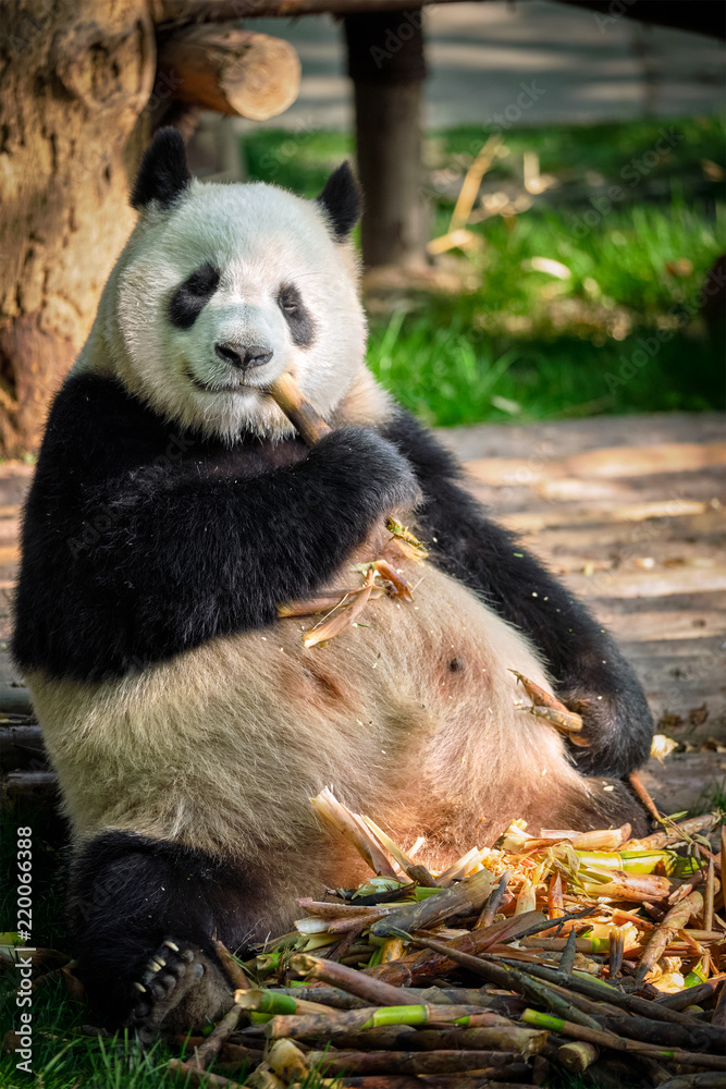 Obraz premium Giant panda bear in China