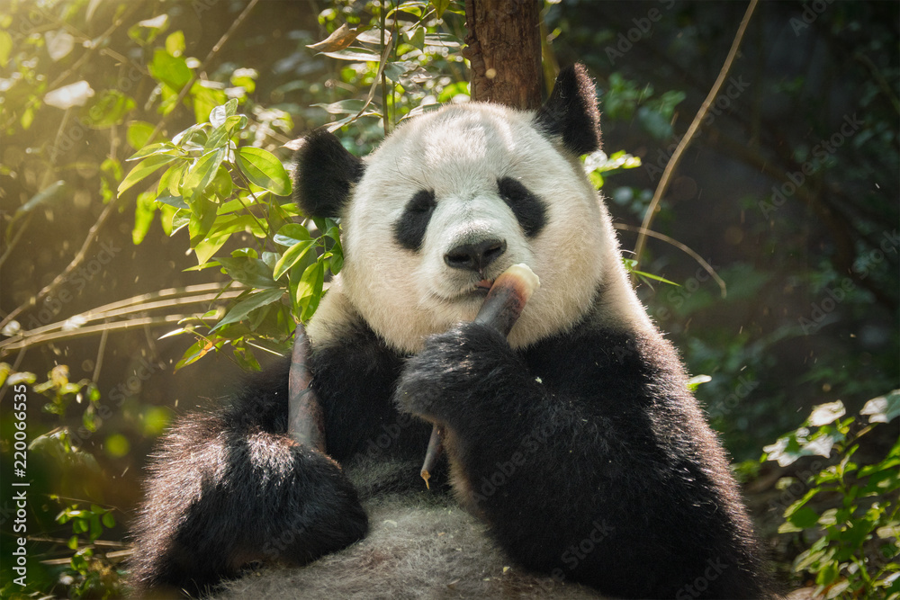Fototapeta premium Giant panda bear in China