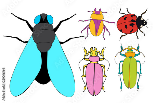 vector, isolated, bright insect fly and bugs