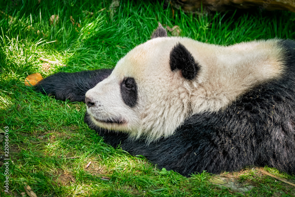 Giant panda bear in China Giant panda bear in China