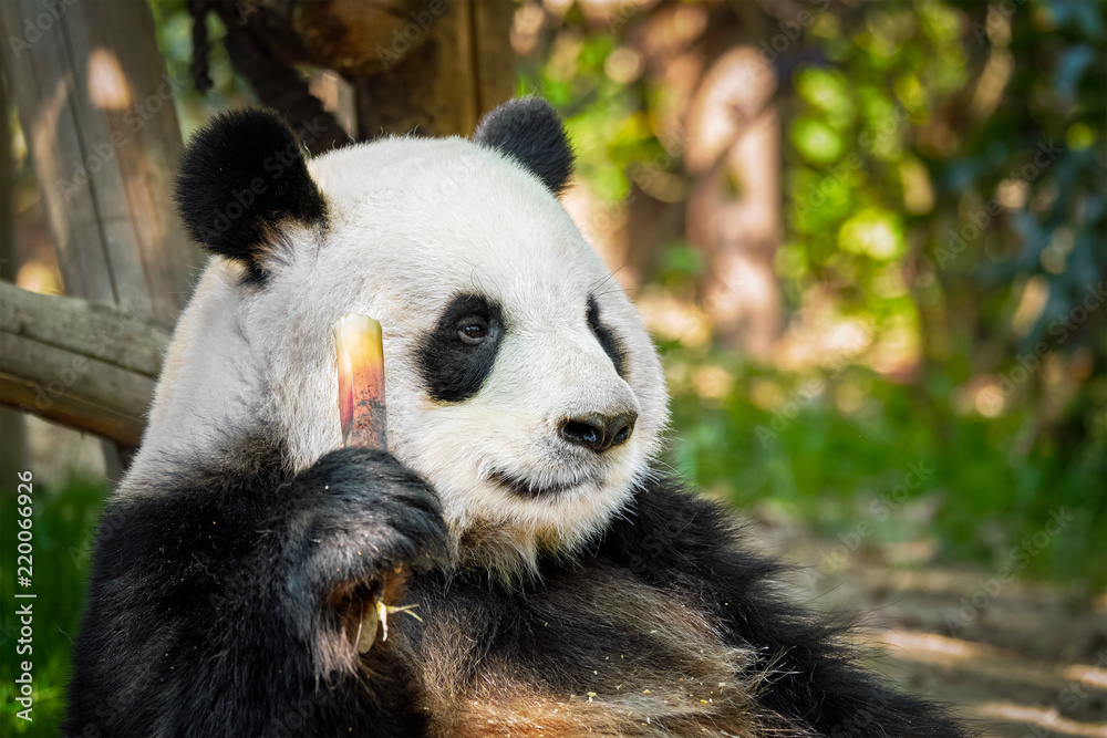 Obraz premium Giant panda bear in China